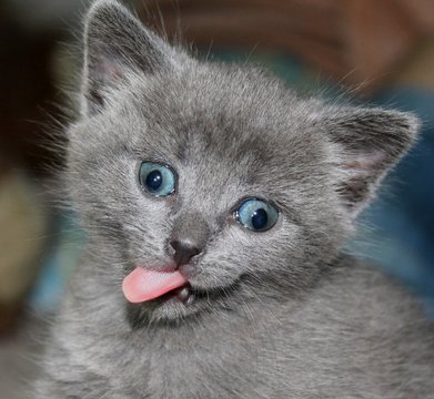 Portrait british kitten crazy cat lick with tongue. Cute blue kitten british crazy cat funny squinting eyes. Crazy small fur cat or kitten make smile face. Little silly abnormal kitty joke humor comic