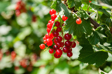 Obraz premium Bouquet of red currant berries (Ribes rubrum) on a branch with leaves close-up.