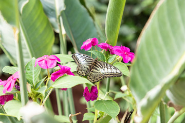 colorful butterflies will float in the garden