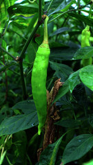 Green peppers, very spicy if separated on a white background