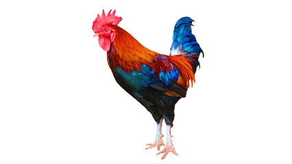 Rooster isolated on a white background