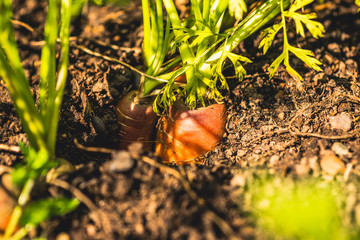 carrot in the garden. time to harvest.