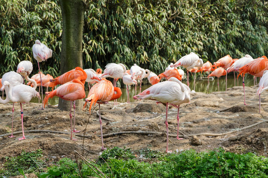 Flamingo in the zoo