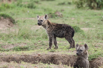 Spotted hyena cubs wandering by the den, Masai Mara National Park, Kenya.