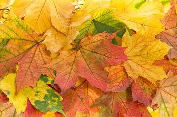 Naklejka na ściany i meble Maple leaves background Autumn red yellow fall