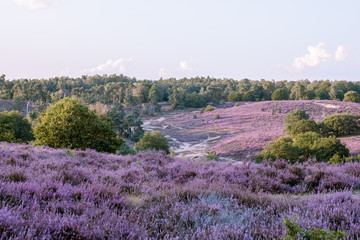 Blooming Heather field in the Netherlands national park Veluwezoom, purple hills of the Posbank, blooming flower fields in August