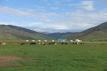 Fototapeta na wymiar Chevaux et yourtes dans la steppe mongole