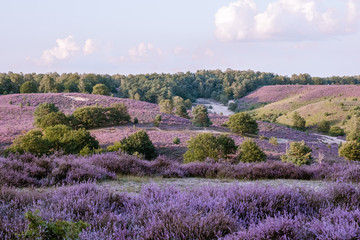 Blooming Heather field in the Netherlands national park Veluwezoom, purple hills of the Posbank, blooming flower fields in August