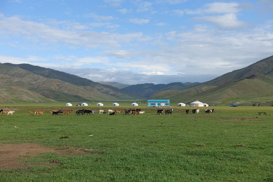 Chevaux et yourtes dans la steppe mongole