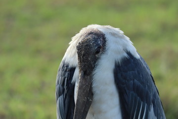Marabou stork face closeup, Masai Mara National Park, Kenya.