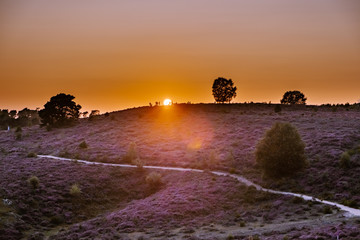 Blooming Heather field in the Netherlands national park Veluwezoom, purple hills of the Posbank, blooming flower fields in August