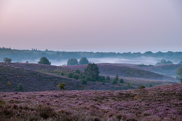 Blooming Heather field in the Netherlands national park Veluwezoom, purple hills of the Posbank, blooming flower fields in August