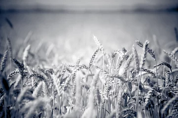 Foto op Plexiglas photo of ears on the beautiful wheat field in black and white style © B@rmaley