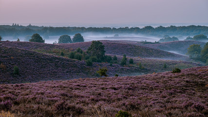 Blooming Heather field in the Netherlands national park Veluwezoom, purple hills of the Posbank, blooming flower fields in August