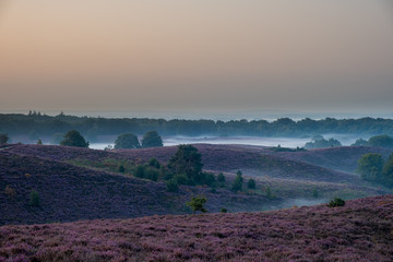 Blooming Heather field in the Netherlands national park Veluwezoom, purple hills of the Posbank, blooming flower fields in August
