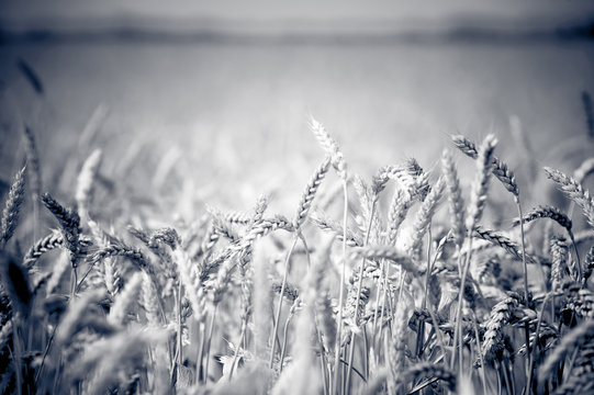 photo of ears on the beautiful wheat field in black and white style