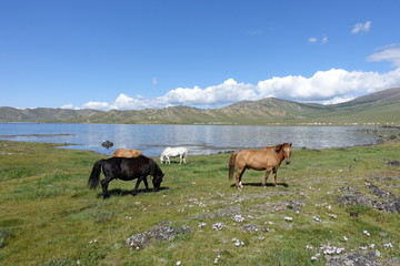 Chevaux au bord du lac, Mongolie