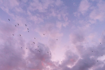 uccelli volano nel cielo rosa viola 