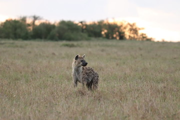 Spotted hyena walking and looking, Masai Mara National Park, Kenya.