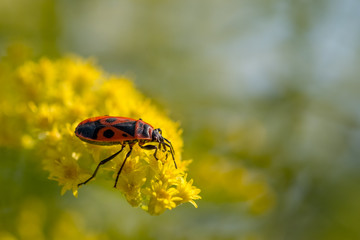 Gemeine Feuerwanze (Pyrrhocoris apterus) auf gelben Blüten sitzend