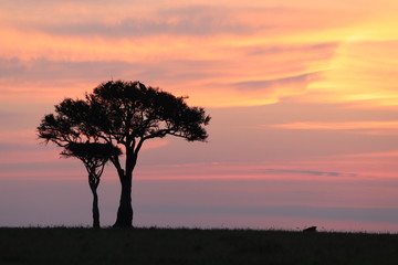 Fototapeta na wymiar Sunset, tree and beautiful colors, Masai Mara National Park, Kenya.