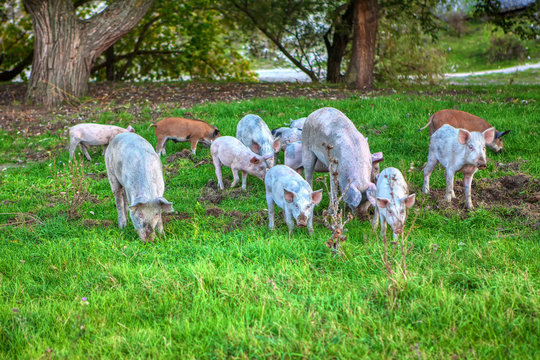 herd of young pigs grazing fresh grass