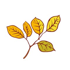 Autumn leaf alder tree september or october leaf fall. Vector outline illustration sketch colourful isolated autumnal herbal graphics.