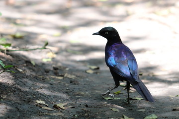 Blue bird with reflects, Masai Mara National Park, Kenya.
