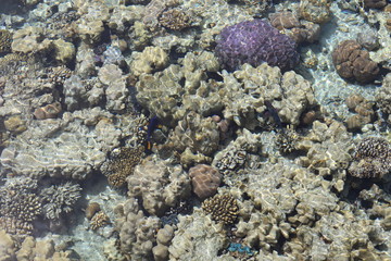 coral on the beach
