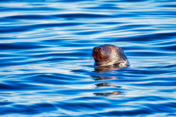 Fototapeta premium Grey seal bull sleeping in the ocean