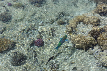 fish on coral reef
