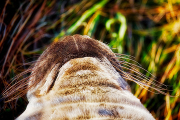 Grey seal pup with his head up showing his whiskers