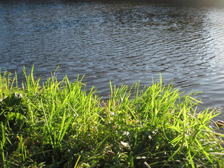 green grass and water