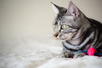 American Short Hair cat laying on white bed