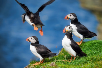 Puffins on Stroma Island