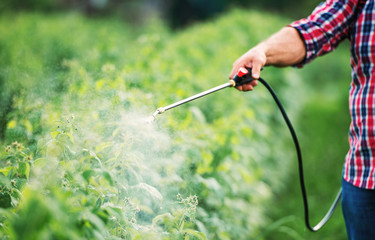 Gardening. Farmer spraying plants with pesticide from pump sprayer, close up photo. Agricultural...