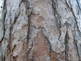 bark of a tree