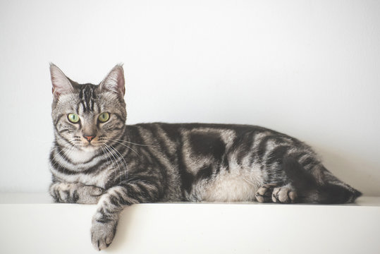 46,161 BEST Cat Laying IMAGES, STOCK PHOTOS u0026 VECTORS  Adobe Stock