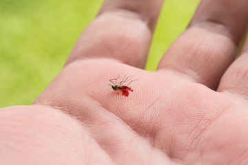 Mosquitoes were killed in the hands