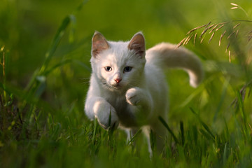 A White Kitten in Long Green Grass