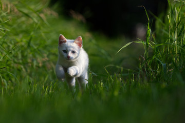 Naklejka na ściany i meble A White Kitten in Long Green Grass
