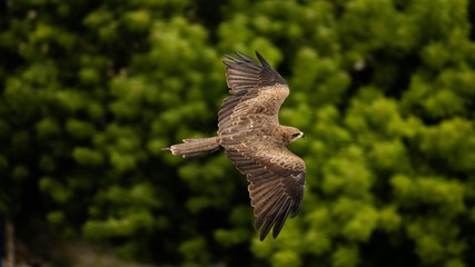 hawk in flight