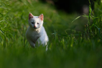 Fototapeta premium A White Kitten in Long Green Grass