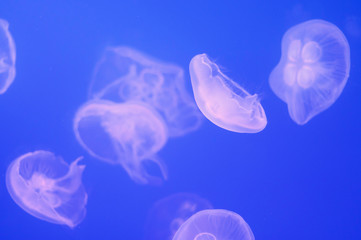 White jellyfish in blue transparent water close-up, sea background