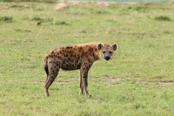 Spotted hyena walking and looking, Masai Mara National Park, Kenya.
