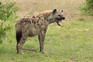 Hyène tachetée le bâillement, parc national de Masai Mara, Kenya.