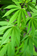 Naklejka na ściany i meble Leaves Of Marijuana On A Bush In Nature