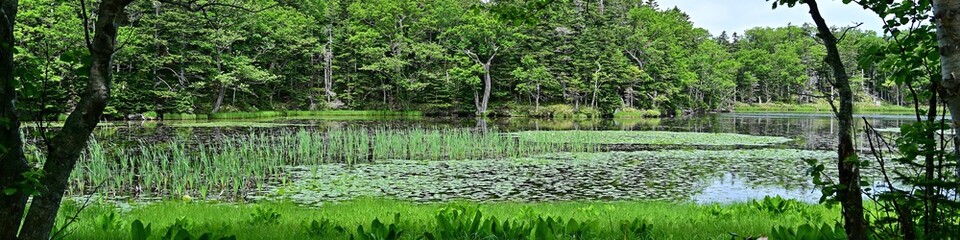 遊歩道から見た知床五湖の情景＠北海道