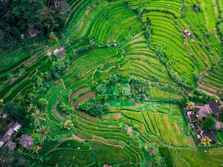 Aerial view stairs rice plantation in bali, Indonesia.