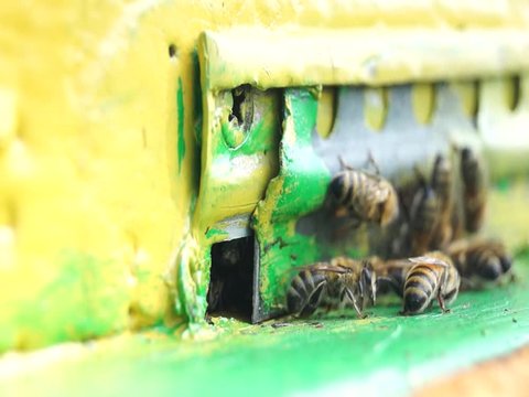 Bees work and guard their hive. honey production. Agriculture.